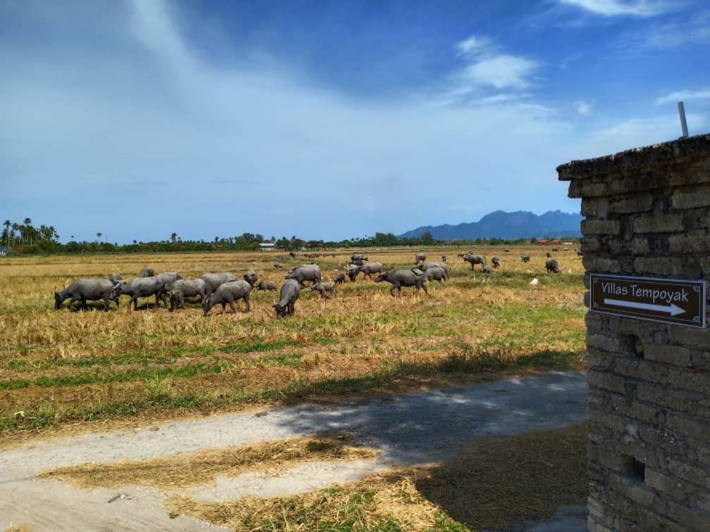 Tempoyak villa homestay Pantai Cenang  Dış mekan fotoğraf
